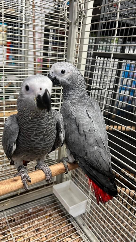 Süper tamme Koppel Jong Grijze Roodstaarten, Meerdere dieren, Papegaai, Pratend