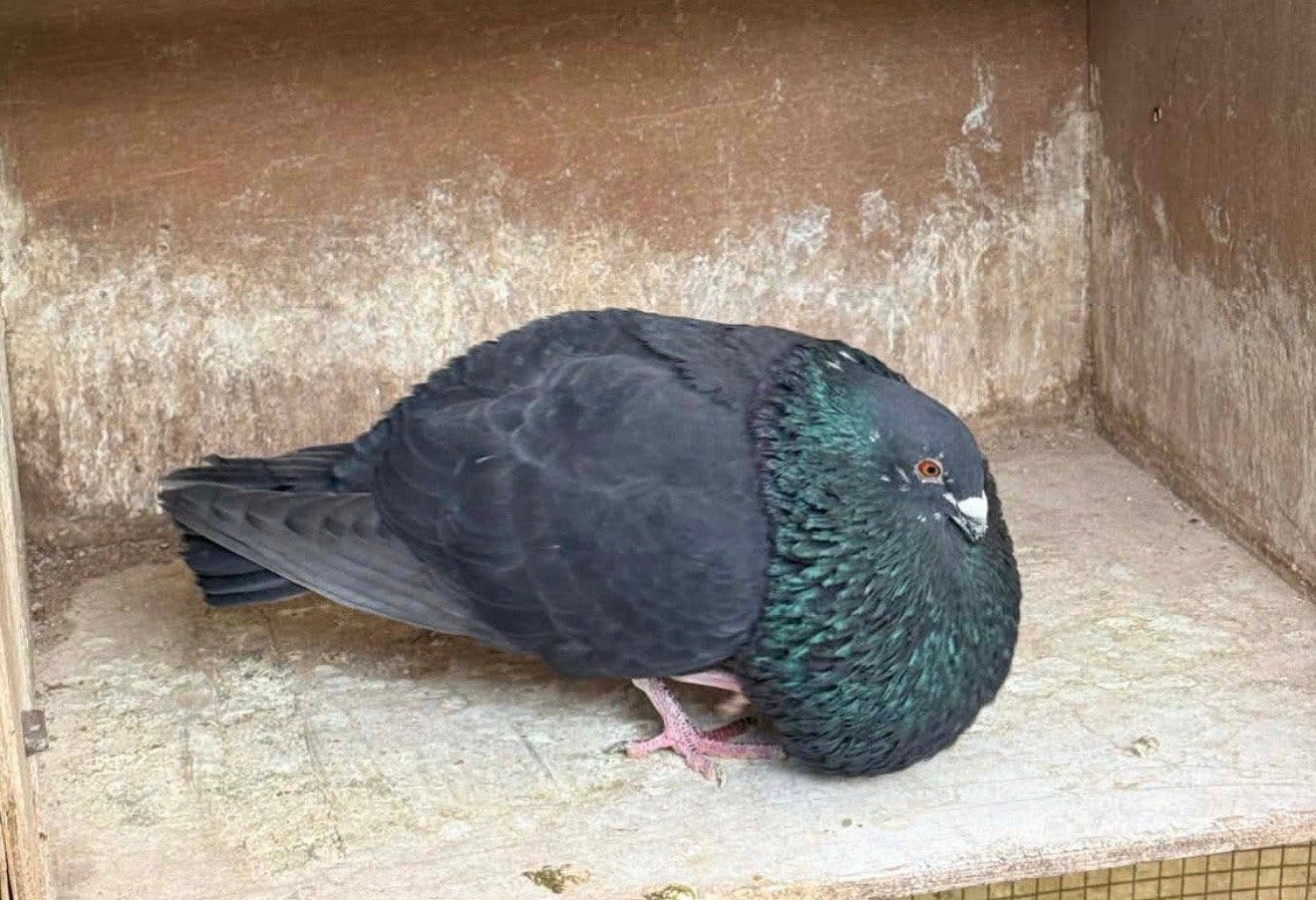 Kroppers, Dieren en Toebehoren, Mannelijk, Kropper