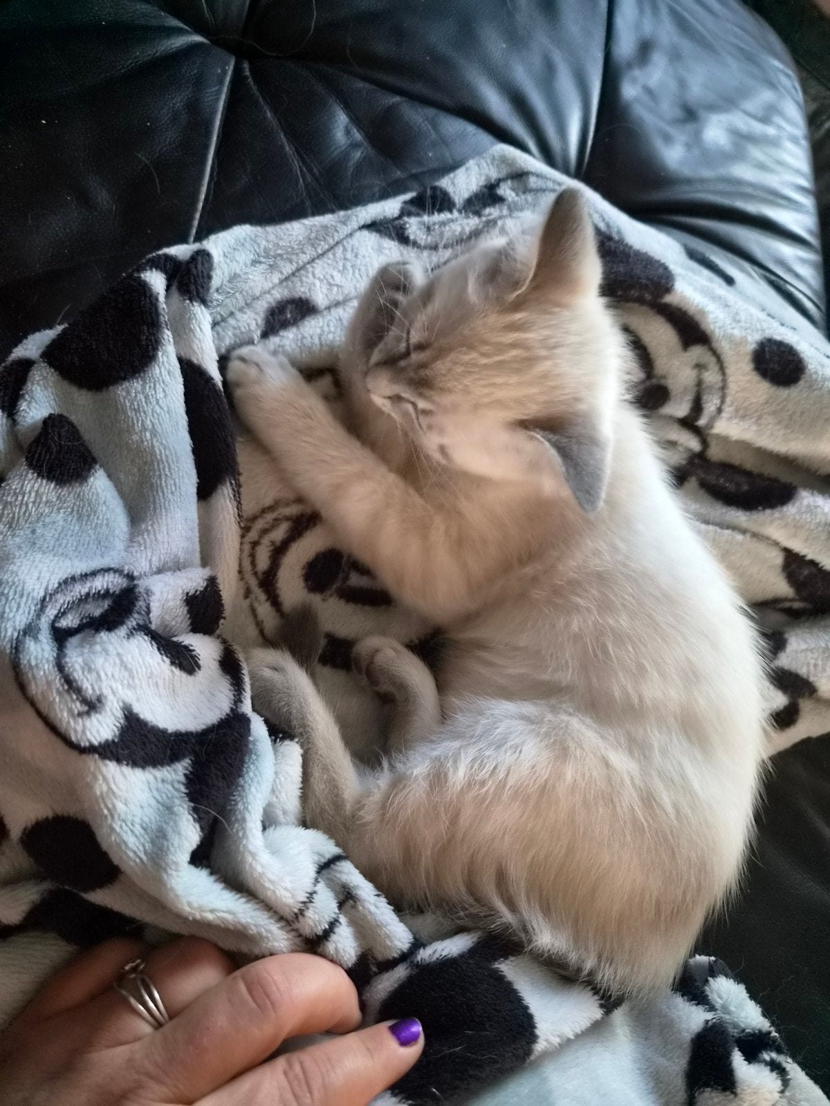 Ragdoll nog 1 man over, Dieren en Toebehoren, Meerdere dieren