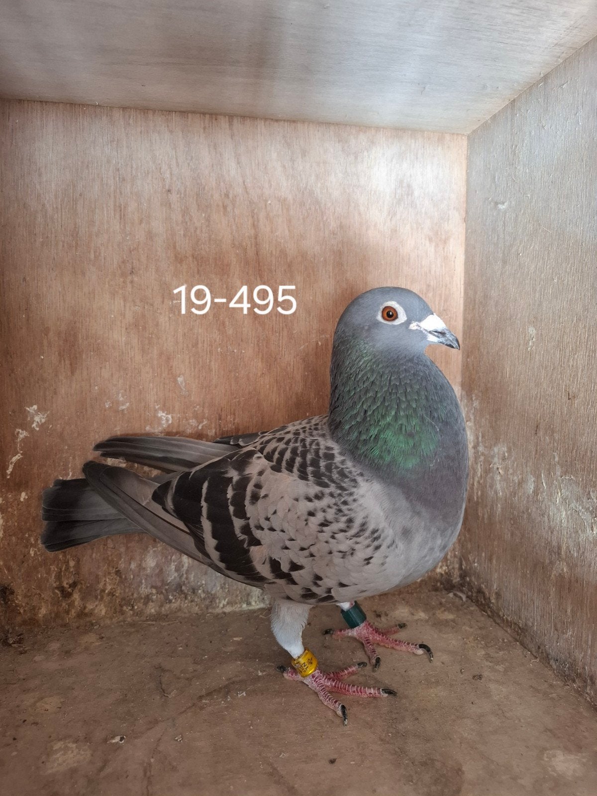 Wegens niet nakomen., Dieren en Toebehoren, Vogels | Duiven, Vrouwelijk