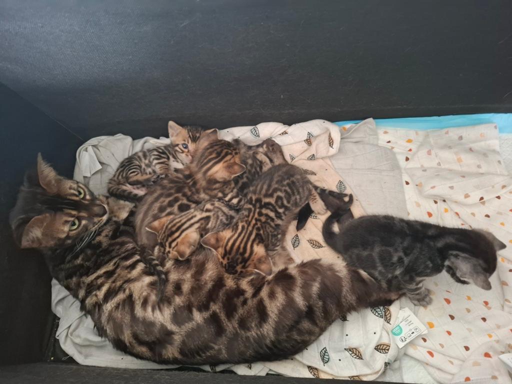 Raszuivere Bengaal Kittens Met Stamboom, Dieren en Toebehoren, Katten en Kittens | Raskatten | Korthaar, Meerdere dieren, Met stamboom