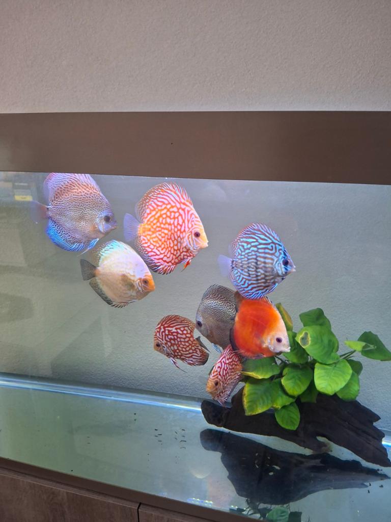 Discus vis veel kleuren., Vis