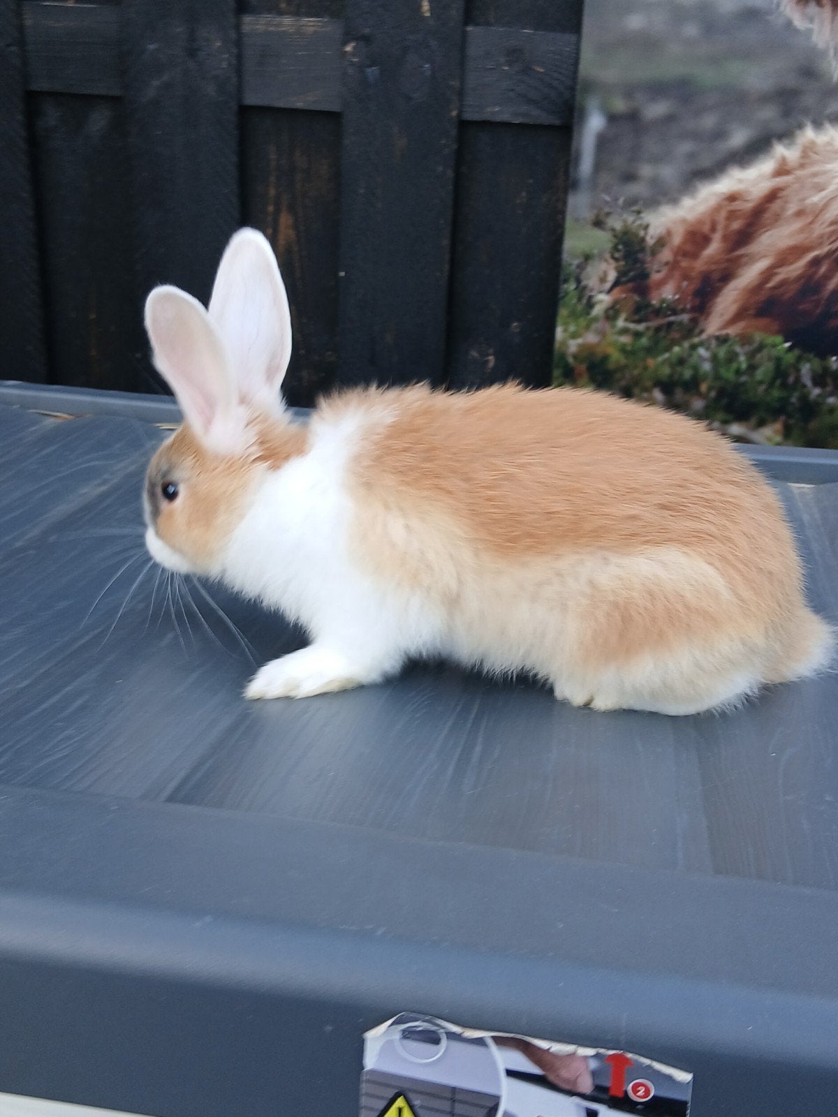 mooie konijntjes, Dieren en Toebehoren, Meerdere dieren, Middelgroot