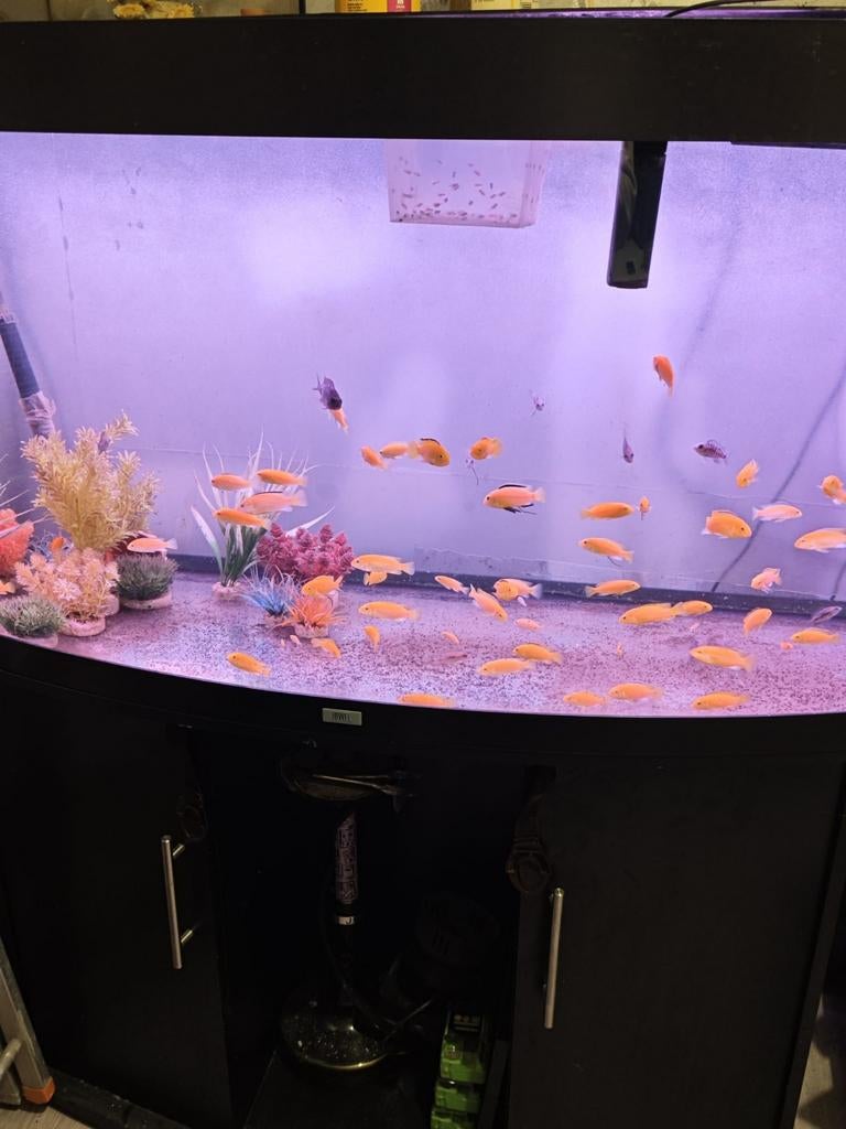 Te koop: aquarium met kast + vissen + pomp/filter, Vis