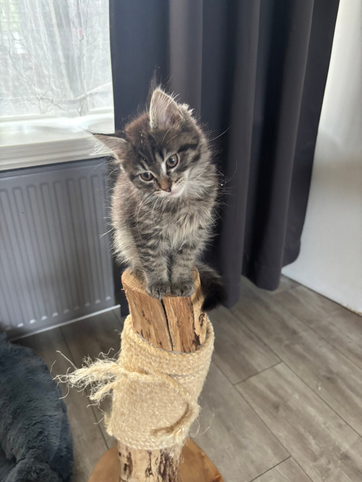 Main Coon x Ragdoll, Meerdere dieren, Gechipt, 0 tot 2 jaar