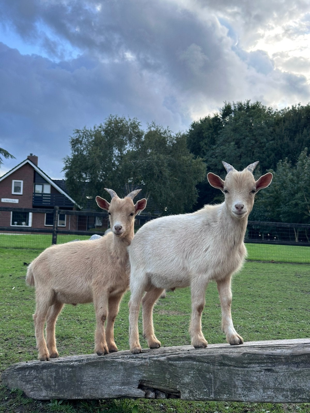 Dwerggeit bokjes camel, Dieren en Toebehoren, Mannelijk, Geit, 0 tot 2 jaar