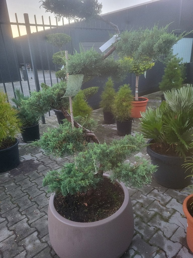 Juniperus virg. " Grey Owl" bonsai met bloembak, Bloeit niet, 100 tot 250 cm, Volle zon, In pot