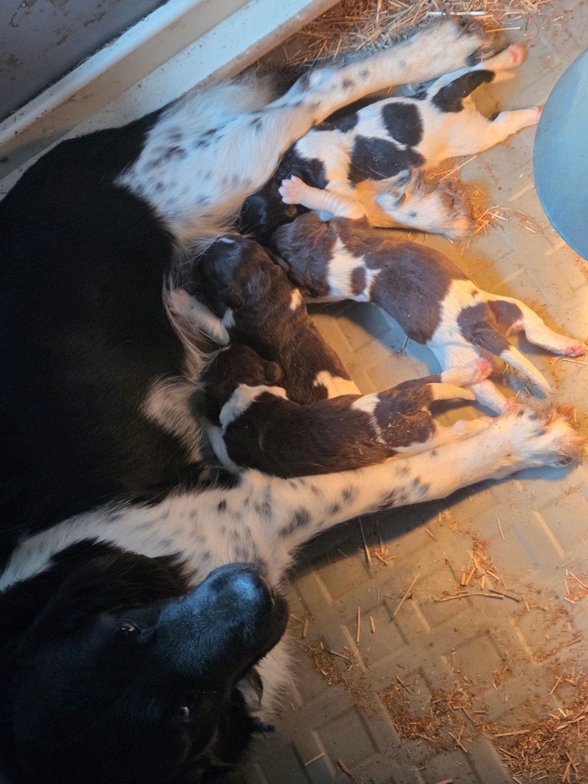 Friese stabij/heidewachtel pups te koop, Dieren en Toebehoren, Parvo, 8 tot 15 weken, Meerdere, Nederland