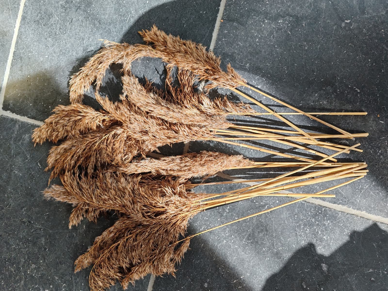 Pampas pluimen gras Gedroogd, Ophalen of Verzenden, Zo goed als nieuw