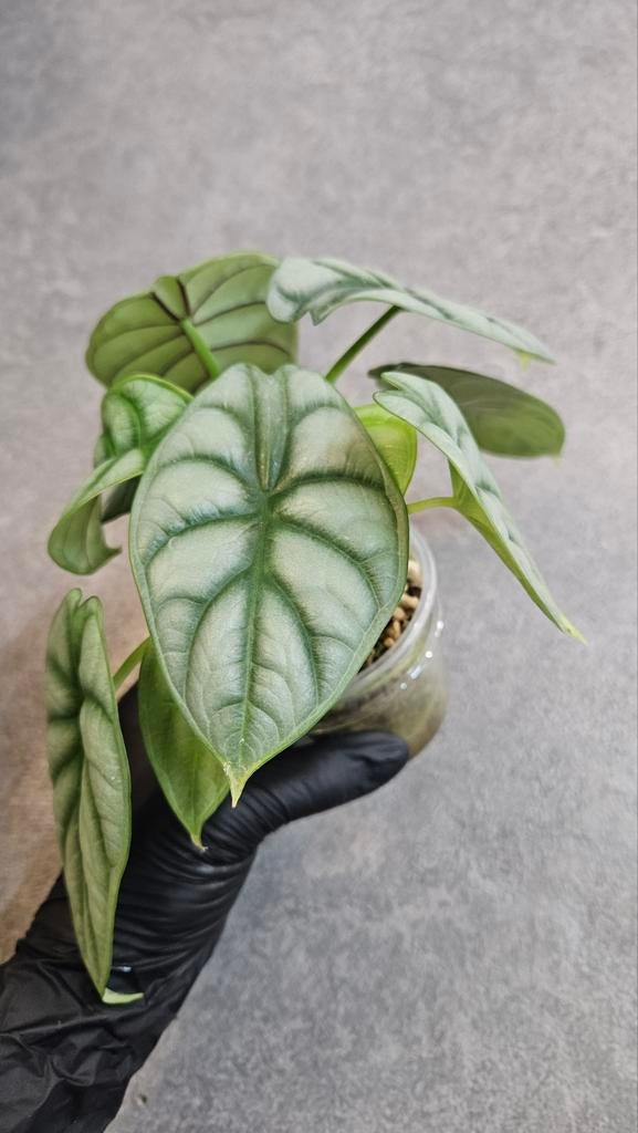 Alocasia Silver Dragon (sports), Ophalen of Verzenden, Halfschaduw, Minder dan 100 cm