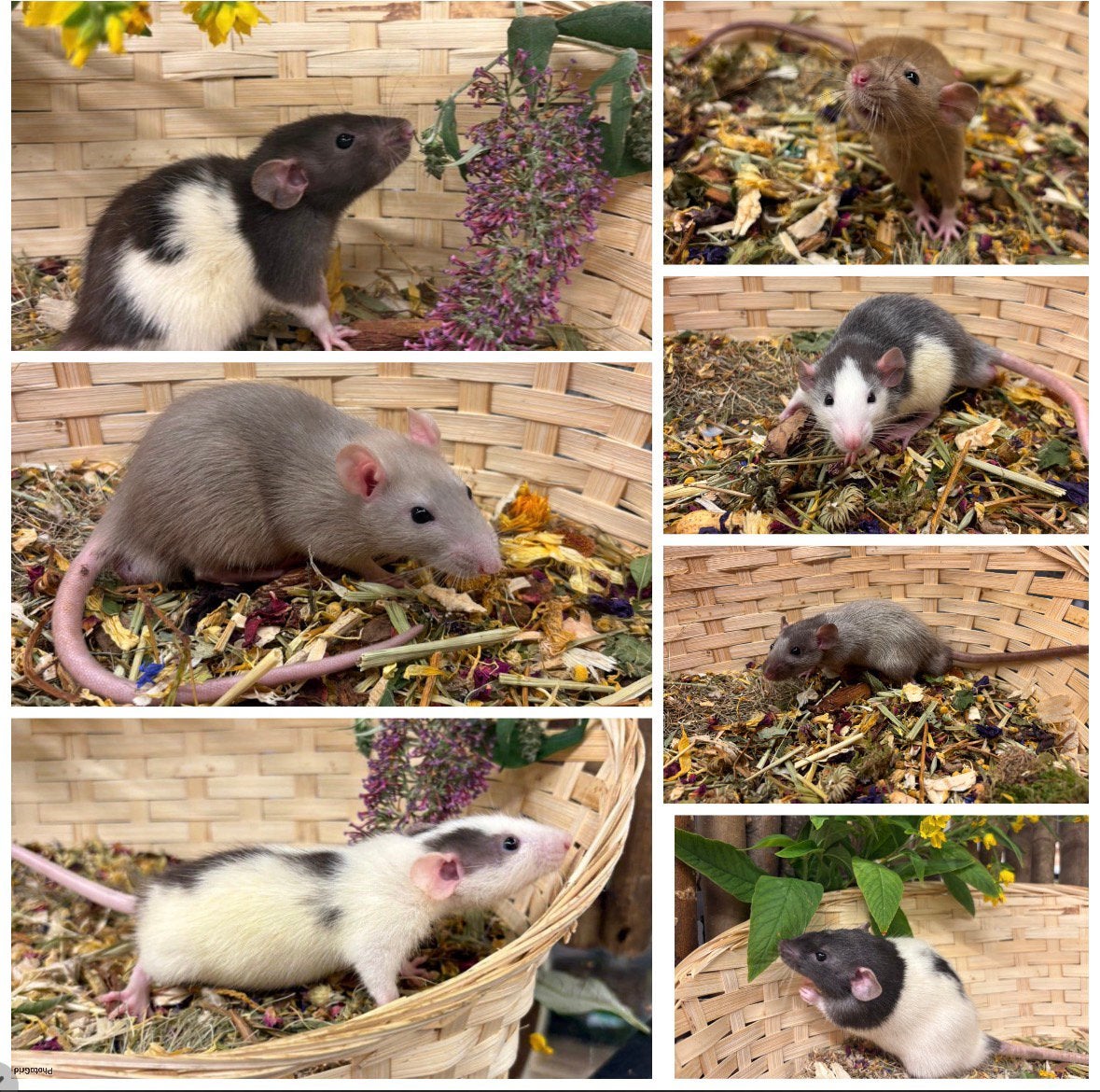 Jonge sociale, tamme ratten ( man , dumbo, van de fokker), Dieren en Toebehoren, Knaagdieren, Mannelijk, Rat, Juni, Tam