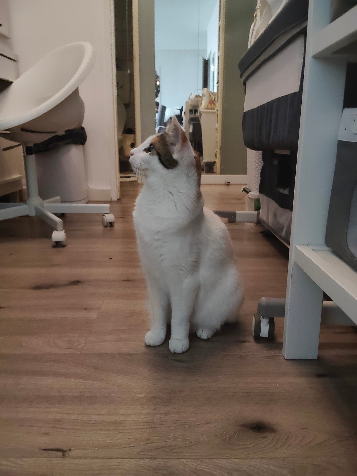 Lieve poes zoekt warm thuis (incl. toebehoren), Dieren en Toebehoren, Poes