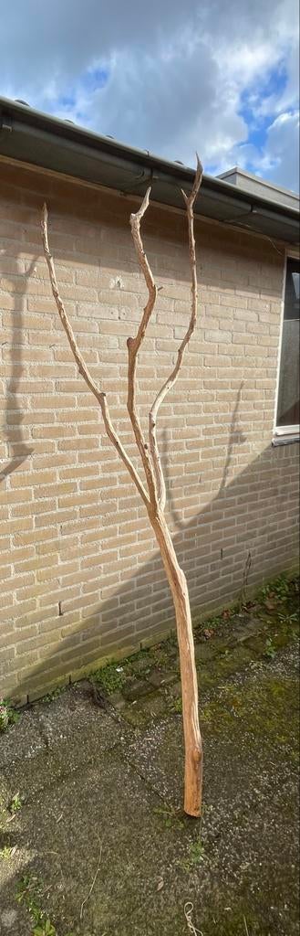 Decoratieve Houten Tak - Uniek Stuk voor Interieur, Ophalen, Gebruikt