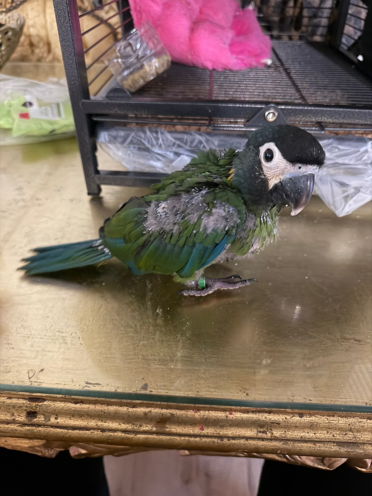 Baby ara geelnek 9 weken oud, Geslacht onbekend, Papegaai, Geringd