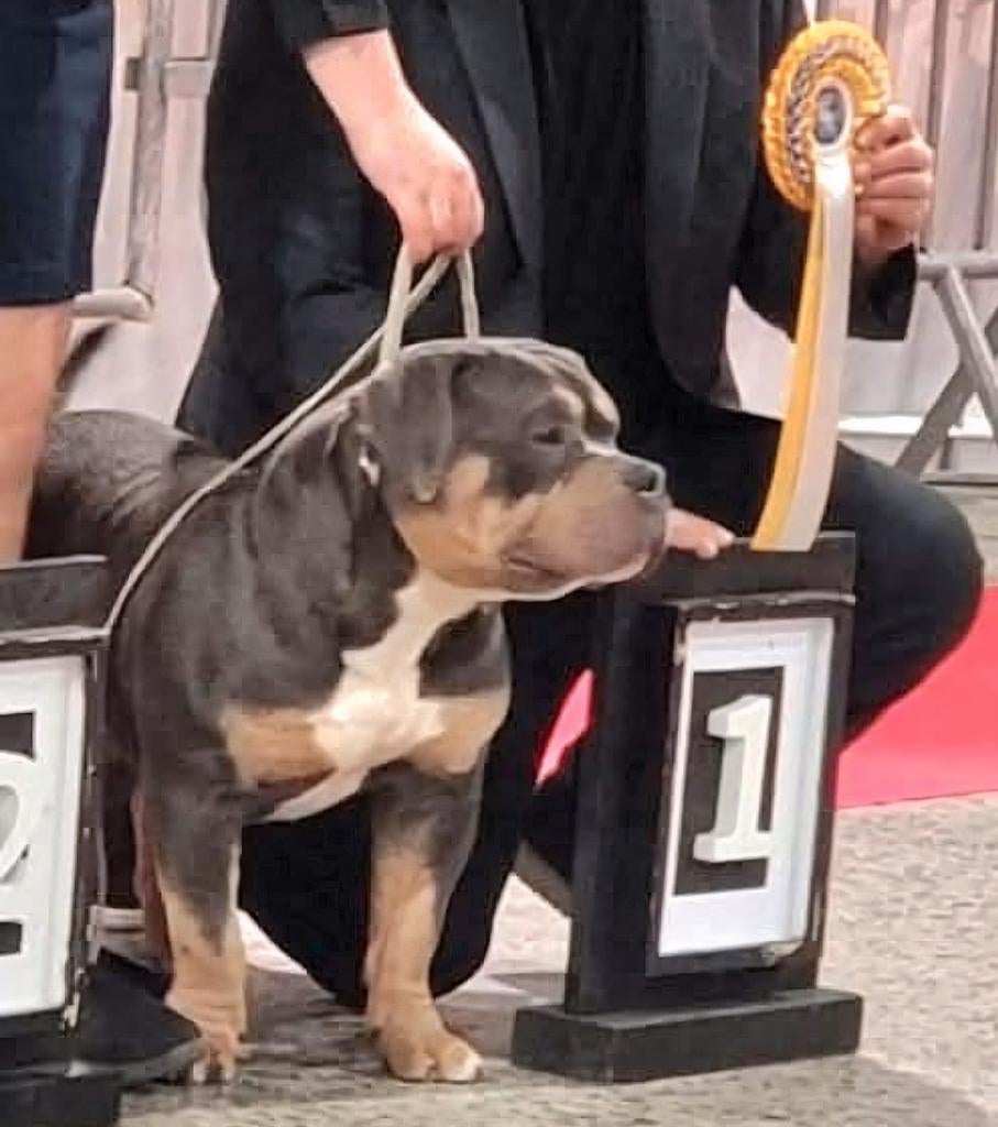 Mooie ABKC blue tricolor pocket bully dekreu..0651597237, Dieren en Toebehoren, Reu, Parvo, Eén hond, 3 tot 5 jaar