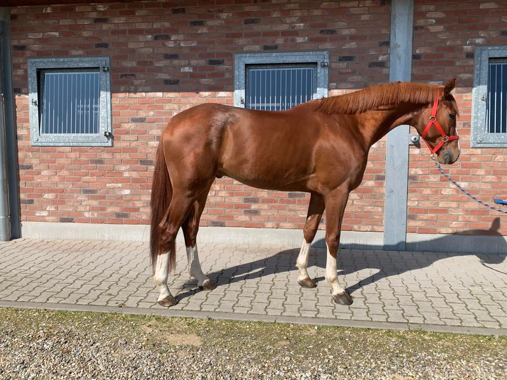 Doorlopend gezocht! Brave paarden en pony’s, Dieren en Toebehoren, Meerdere dieren, Springpony, Met stamboom