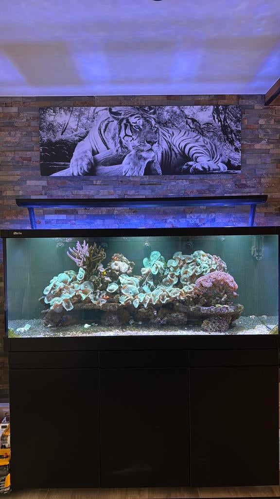 Zeeaquarium Red Sea Max 650, Dieren en Toebehoren, Vissen | Aquaria en Toebehoren, Ophalen, Gebruikt, Gevuld zeewateraquarium