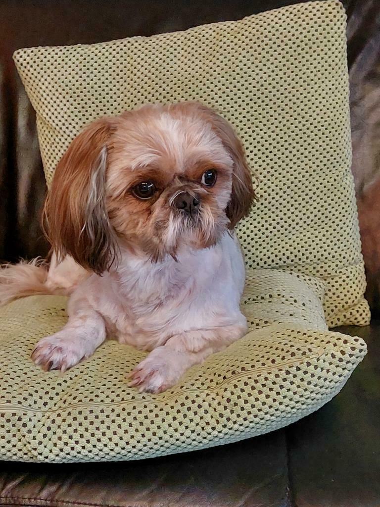 Dekreu shi tzu (niet te koop), Reu, Eén hond, CDV (hondenziekte), 3 tot 5 jaar