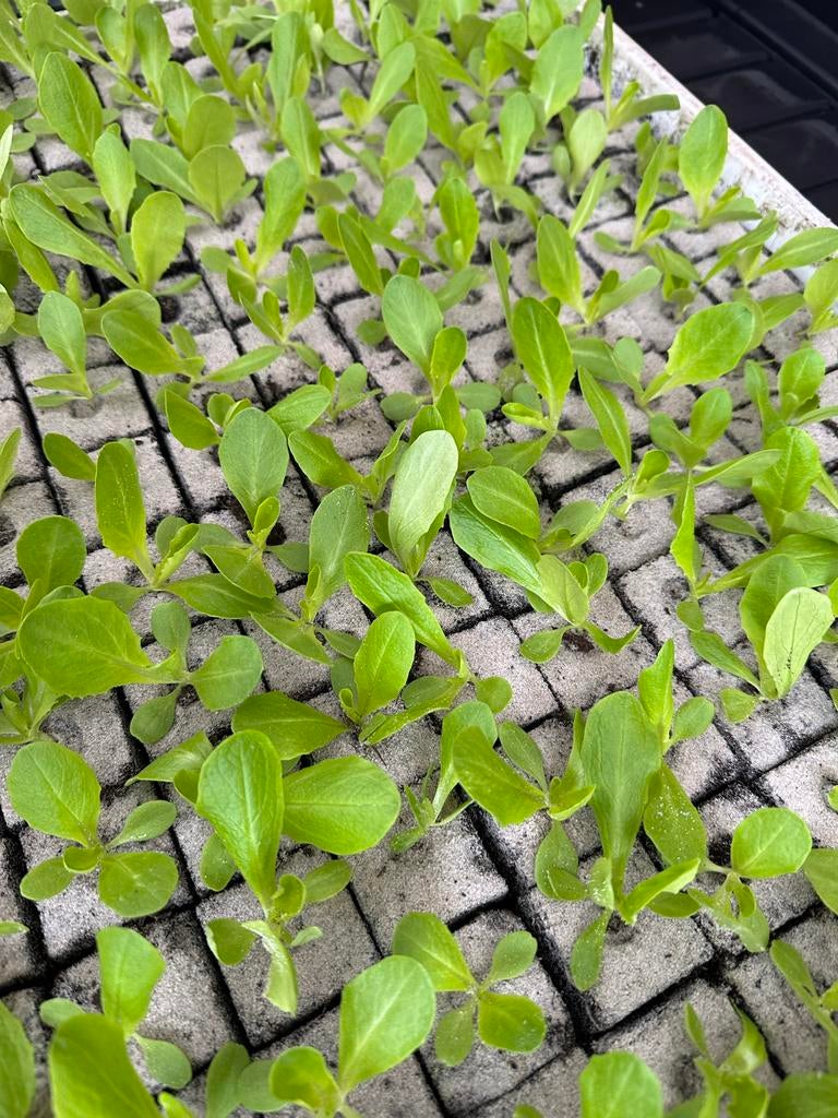 Krop sla, Tuin en Terras, Planten | Tuinplanten, Ophalen, Eenjarig, Groenteplanten, Volle zon