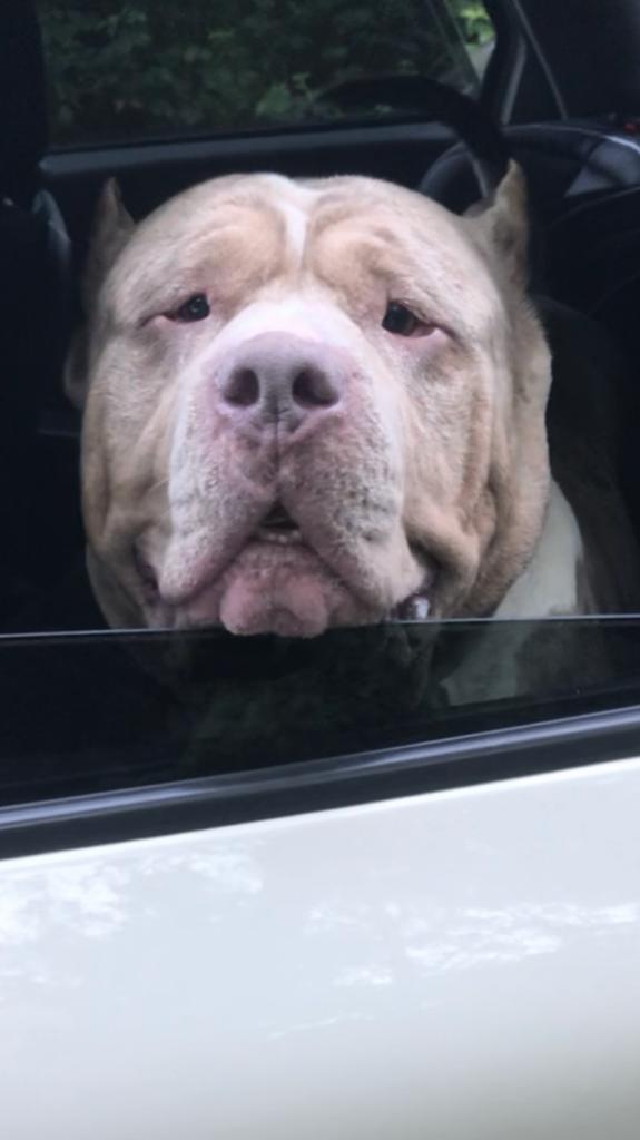 American Bully Lilac-Merle (DEKREU/NIET TE KOOP), Dieren en Toebehoren, Honden | Dekreuen, Reu, Parvo, Eén hond, 3 tot 5 jaar