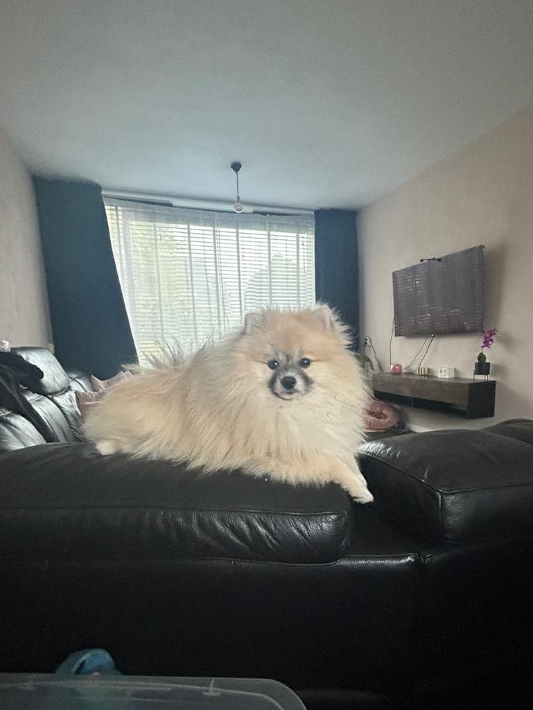 Pomeriaan Dekreu Sable Creme, Dieren en Toebehoren, Reu, 1 tot 2 jaar, Eén hond, Nederland