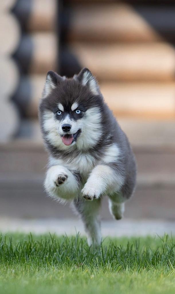F2 Pomsky dekreu Rick, Dieren en Toebehoren, Reu, Poolhond, Parvo, Eén hond