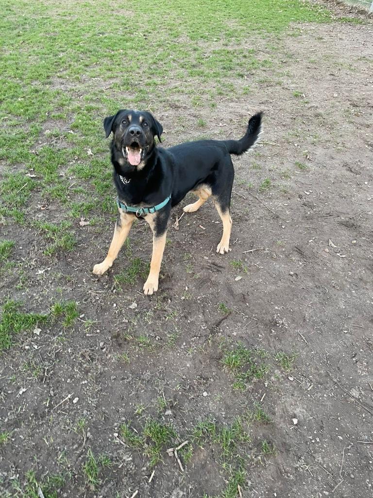 Lieve herdershond mix, Dieren en Toebehoren, Parvo, Reu, Eén hond, 3 tot 5 jaar