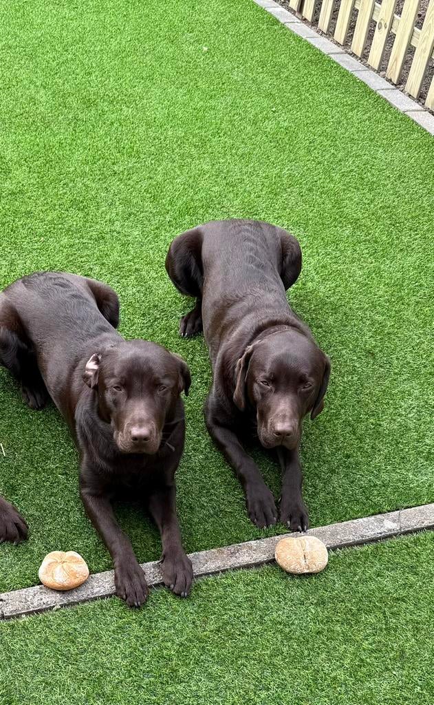 Labrador dekreu ter beschikking, België, Particulier, Reu, 1 tot 2 jaar