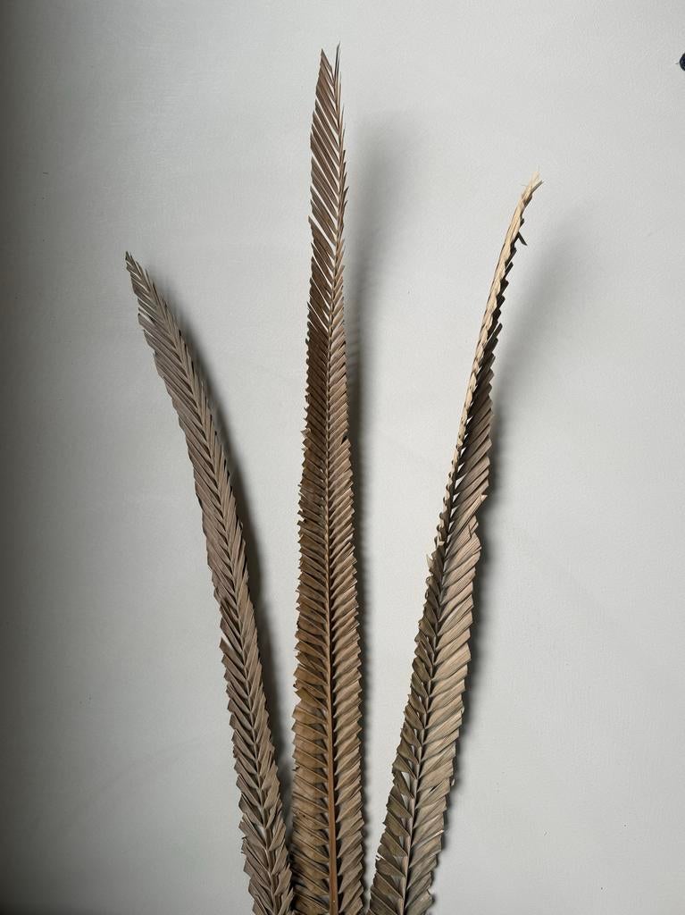 Gedroogde Palm Takken - 150cm Decoratie, Huis en Inrichting, Woonaccessoires | Droogbloemen, Nieuw, Ophalen