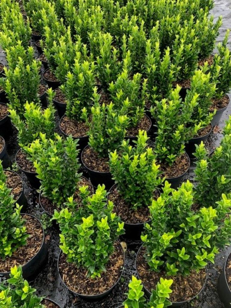 Buxus vervanger, Kardinaalsmuts, Euonymus 'Green Spire', Ophalen, Overige soorten, Haag, Minder dan 100 cm