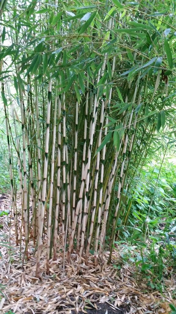 Bamboeplanten Bamboe Planten oa Fargesia Robusta Campbell, Ophalen, Bamboe, Haag, 100 tot 250 cm