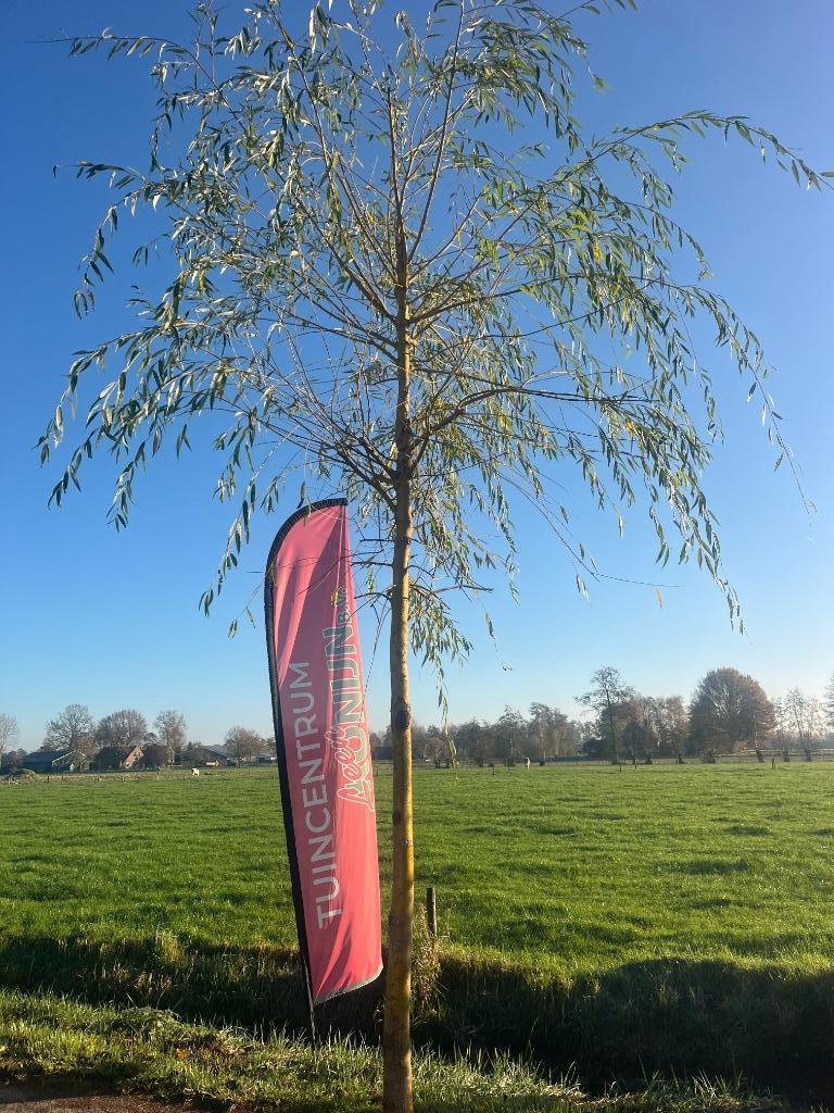 Treurwilg, Salix sepulcralis 'Chrysocoma' in 2 maten!!, Tuin en Terras, Ophalen, Winter, 400 cm of meer, Treurboom