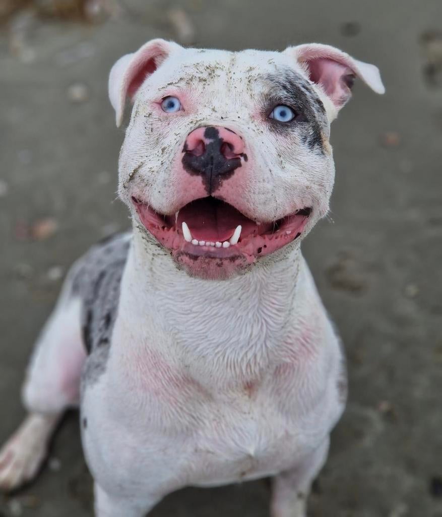 Pitbull als DEKREU aangeboden !, Reu, CDV (hondenziekte), 1 tot 2 jaar, Eén hond