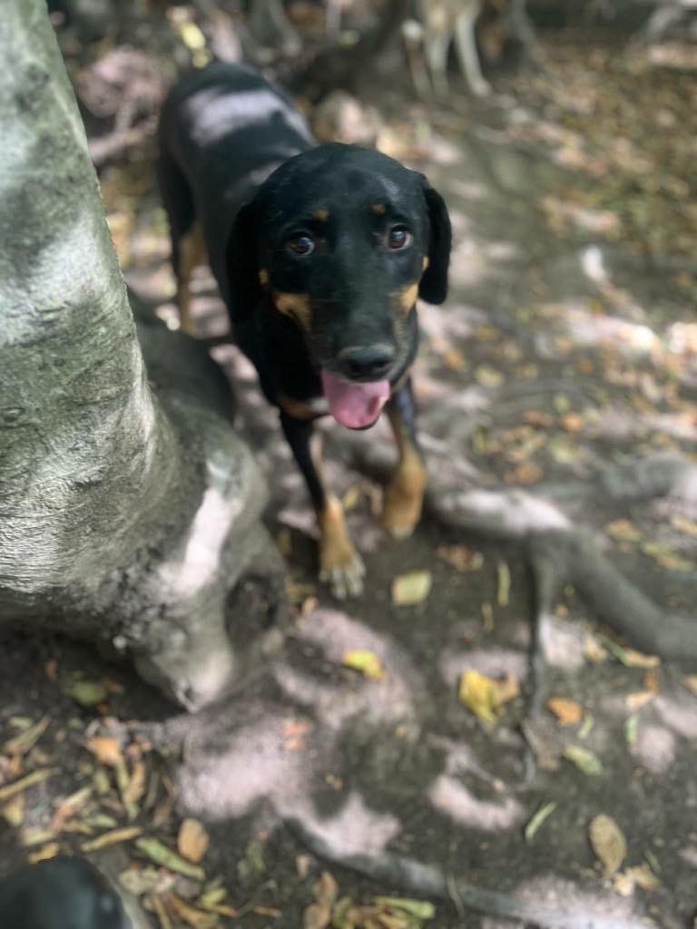 Lieve Mia zoekt een huisje, Handelaar, Buitenland, Teef, Parvo