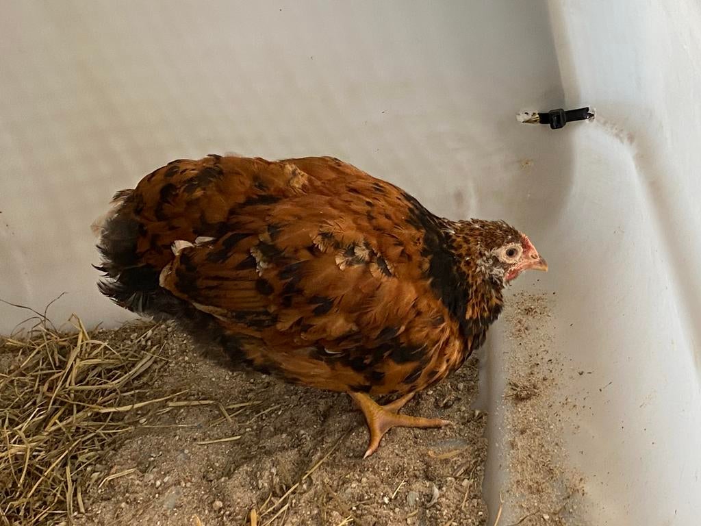 Jonge kippen, Meerdere dieren, Kip
