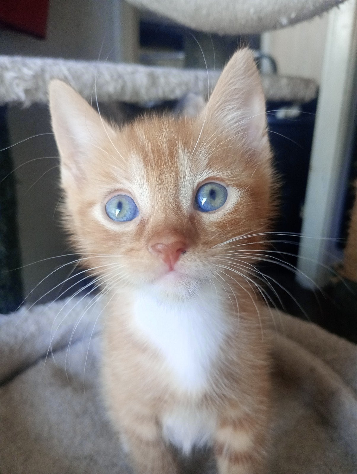 supper lieve aanhankelijke kittens, Meerdere dieren