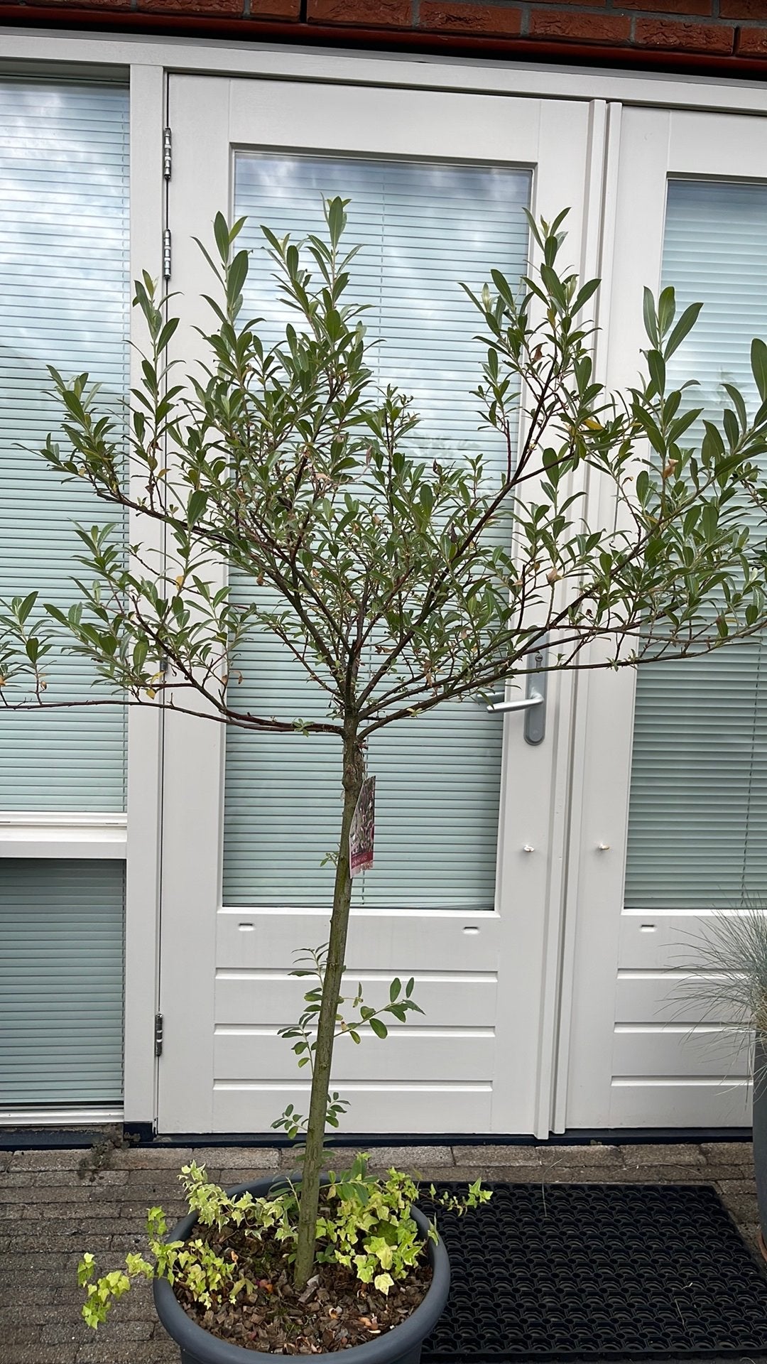 Salix boom op stam, Ophalen, Halfschaduw, Overige soorten, Lente