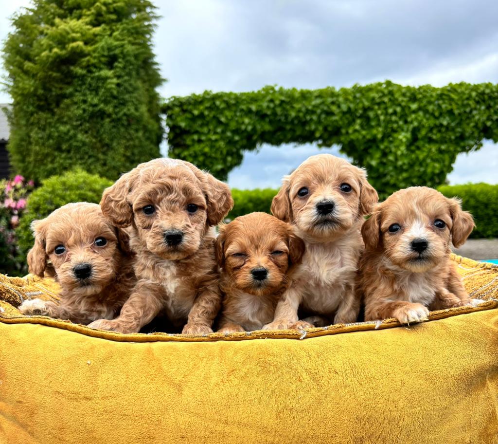 Maltipoo pups, Nederland, Overige rassen, 8 tot 15 weken, Meerdere