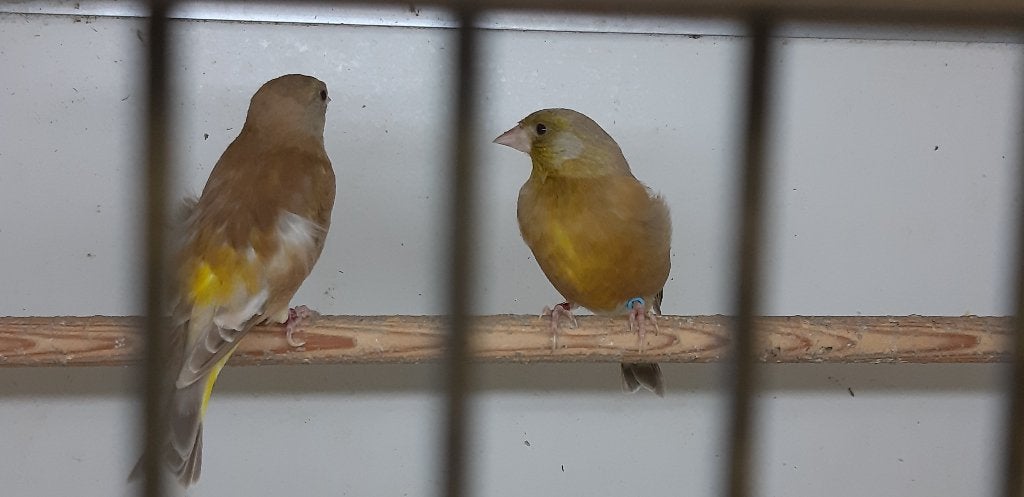 Chinese groenling Bruin pastel, Meerdere dieren, Wildzangvogel, Tam