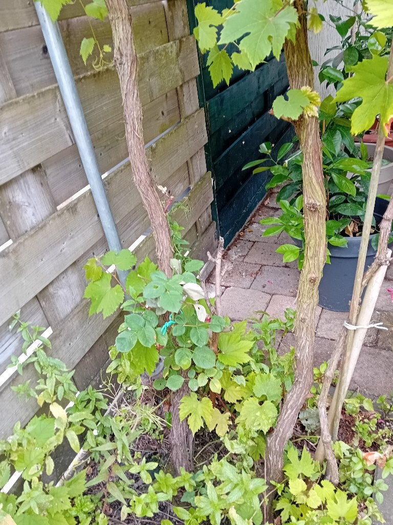 Druiven plant, Ophalen, Minder dan 100 cm, Overige soorten, Volle zon