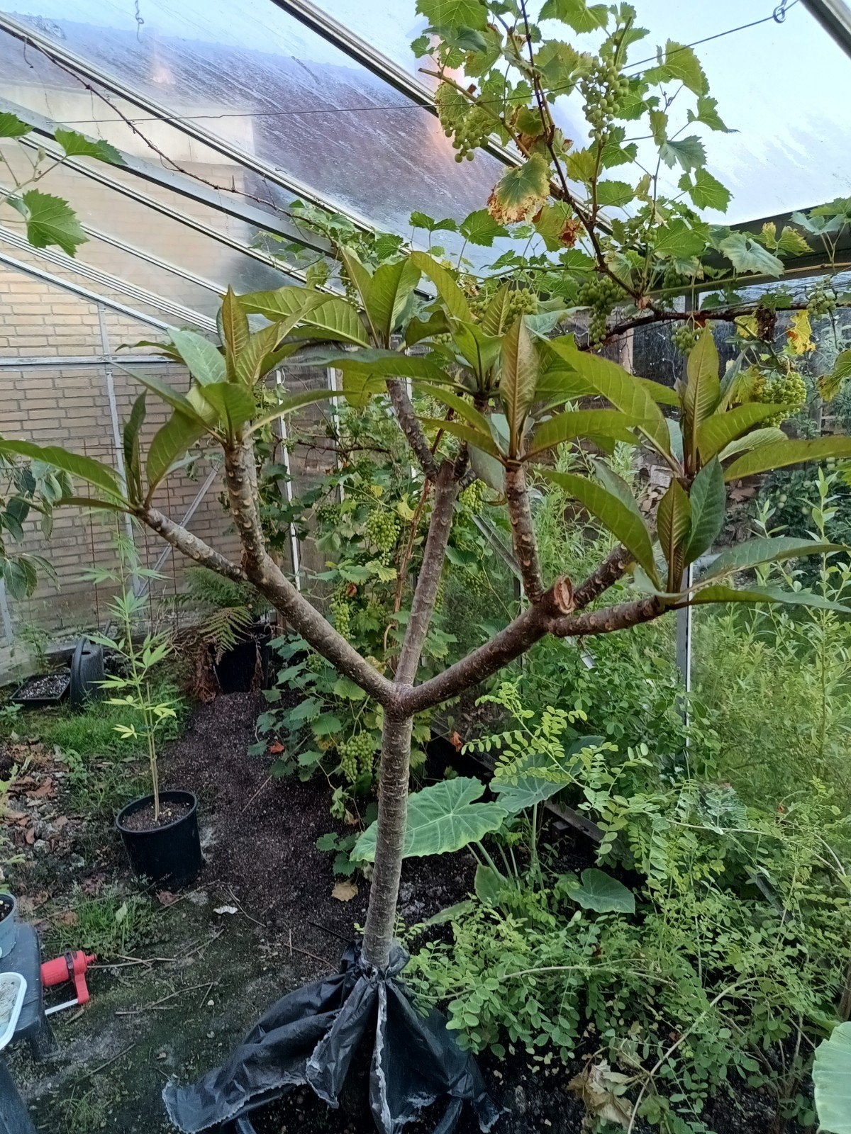 Plumeria Frangipani (Tempelboom) - Exotische Schoonheid, Volle zon, Vaste plant, Zomer, Ophalen