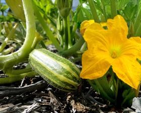 Courgette Zebra, Ophalen of Verzenden, Voorjaar, Volle zon, Zaad
