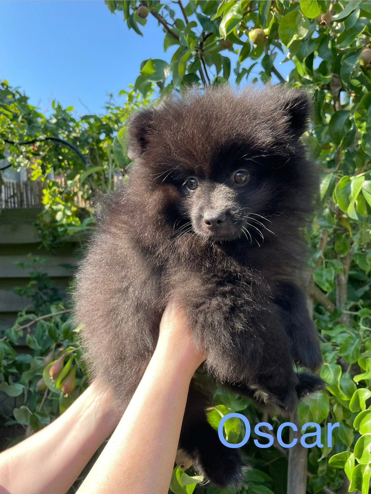 3 Prachtige pomeriaan/dwergkees pups.🩷💙💙, Dieren en Toebehoren, Honden | Chihuahua's en Gezelschapshonden, Overige rassen, 8 tot 15 weken