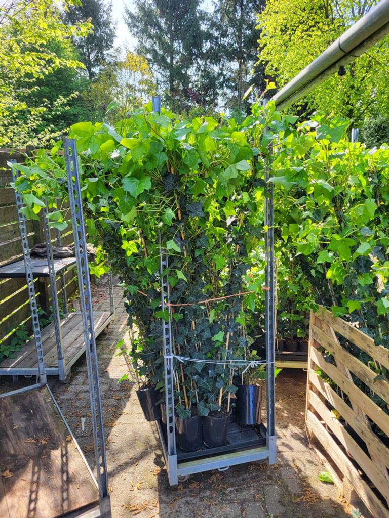Hedera herbinica  Klimop., Ophalen, Bloeit niet, Halfschaduw, Overige soorten