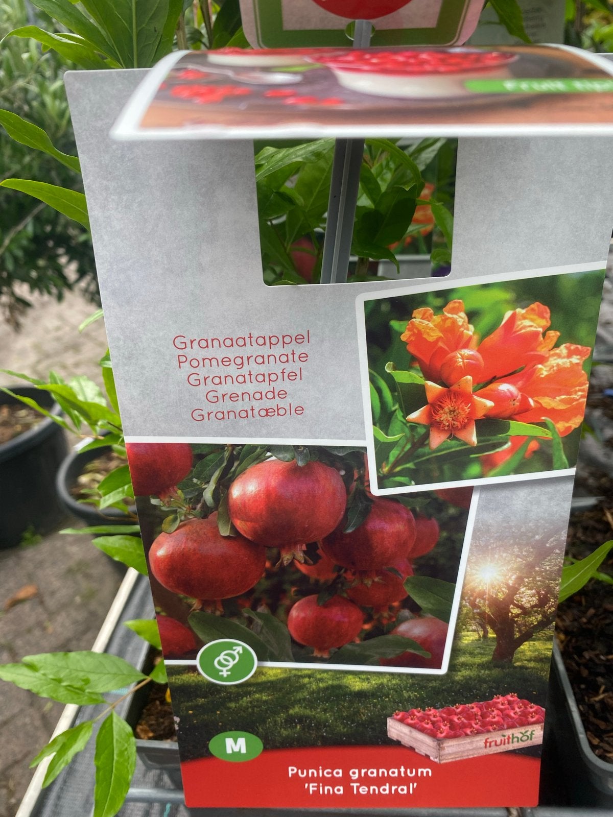 Granaatappelboom 'Fina Tendral' - Punica granatum, Tuin en Terras, Ophalen, Minder dan 100 cm, Overige soorten, Volle zon