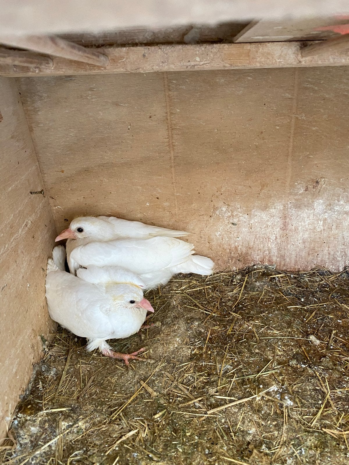 Te koop witte postduiven jong