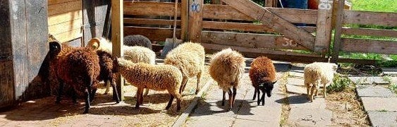 quessant schaapjes, Dieren en Toebehoren, Meerdere dieren, Schaap, 0 tot 2 jaar