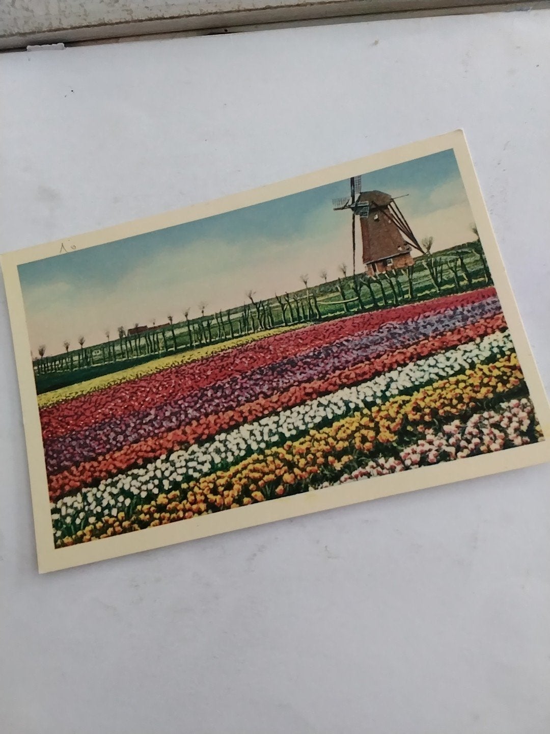Oude Ansichtkaart Hollandse Bloembollenvelden Molen, Ophalen of Verzenden, Voor 1920, Ongelopen
