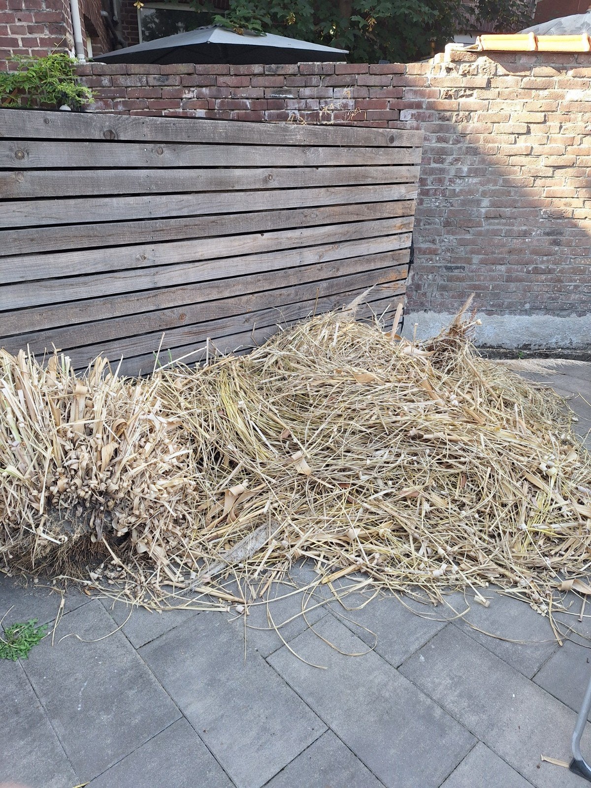 gedroogd riet, Tuin en Terras, Ophalen, Minder dan 3 meter, 1 tot 2 meter