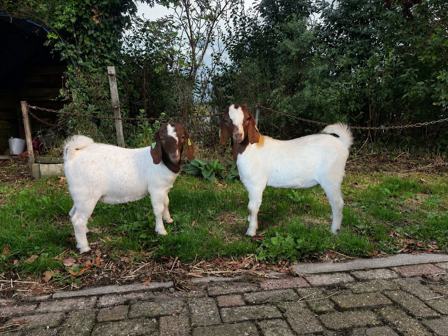 Te koop boergeiten dek bokken, Mannelijk, Geit